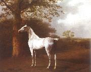 Jacques-Laurent Agasse White Horse in Pasture painting